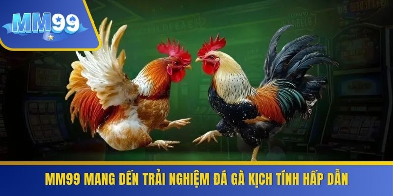 MM99 mang đến trải nghiệm đá gà kịch tính hấp dẫn